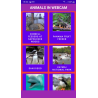 Animals in WebCam