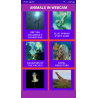 Animals in WebCam